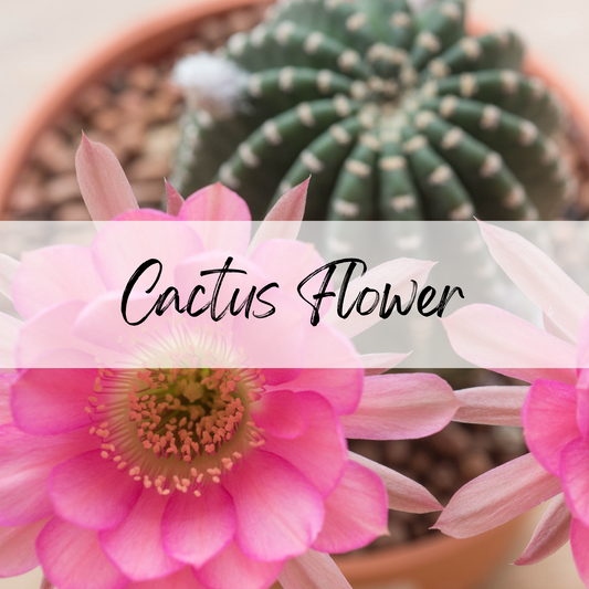 Cactus Flower Soy Candle | 100% Soy Wax, Hand-Poured, Eco-Friendly