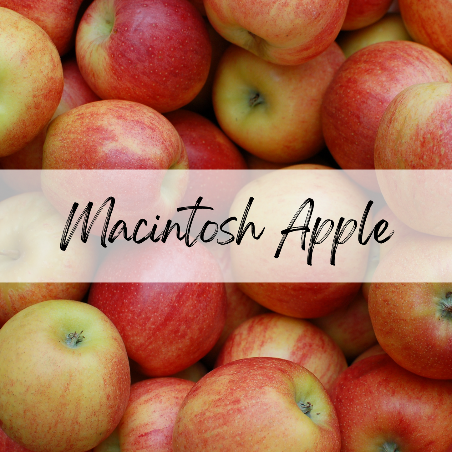 Macintosh Apple Soy Candle | 100% Soy Wax, Hand-Poured, Eco-Friendly
