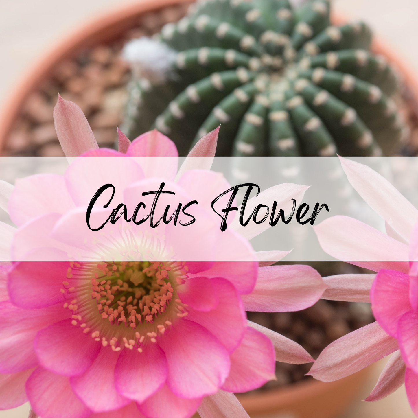 Cactus Flower Soy Candle