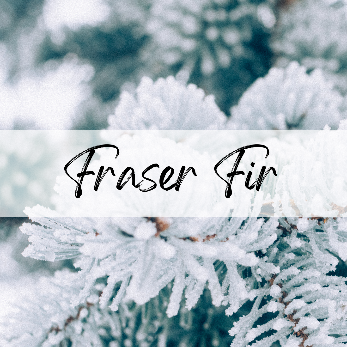 Fraser Fir Soy Candle