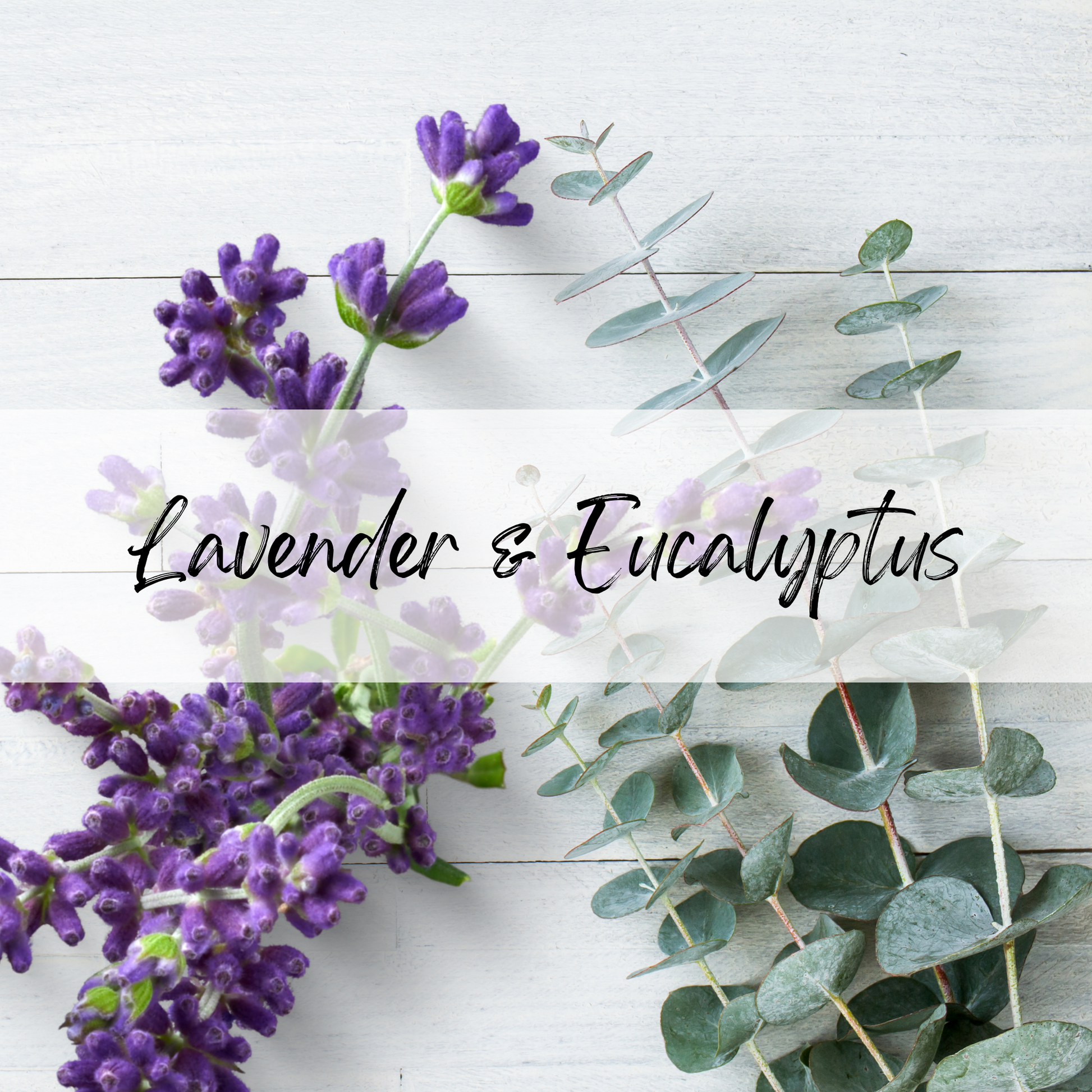 lavender and eucalyptus plants Lavender & Eucalyptus Soy Candle